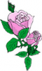 image  Plants Flowers