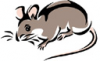 image  Animals Mice