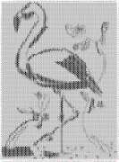 pattern Animals Flamingo