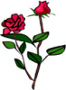 image  Plants Roses