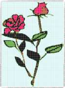 pattern Plants Roses