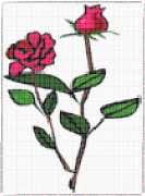 pattern Plants Roses