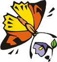 image Animals Butterflies