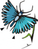image  Animals Butterflies