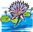 image Plants Flowers Countries Japan