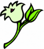 image  Plants Flowers