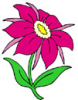 image  Plants 