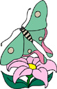 image Animals Butterflies