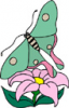 image  Animals Butterflies
