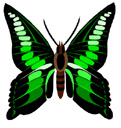 image Animals Butterflies