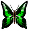 image  Animals Butterflies