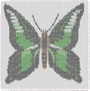 pattern Animals Butterflies