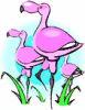 image  Animals 