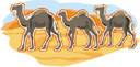 image Animals Camels