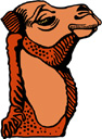 image Animals Camels