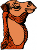 image  Animals Camels