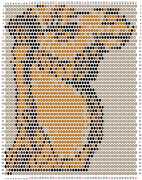 pattern Animals Camels