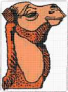 pattern Animals Camels