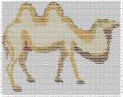 pattern Animals Camels