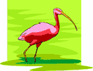 image Animals Flamingo