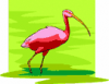 image  Animals 