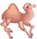 image Animals Camels