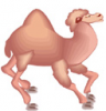image  Animals Camels