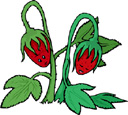 image Plants Strawberries