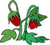 image  Plants Strawberries