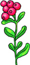 image Plants Flowers