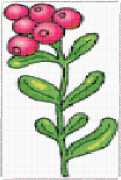 pattern Plants Flowers