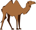 image Animals Camels