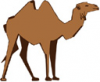 image  Animals Camels