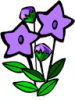 image  Plants Flowers