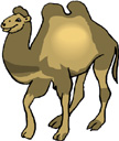 image Animals Camels