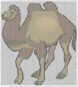 pattern Animals Camels