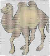 pattern Animals Camels