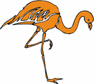 image Animals Flamingo