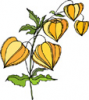 image  Plants 