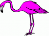image  Animals 