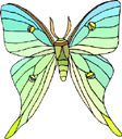 image Animals Butterflies
