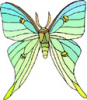 image  Animals Butterflies