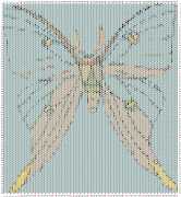 pattern Animals Butterflies