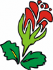 image  Plants 
