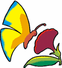 image Animals Butterflies