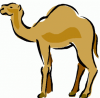 image  Animals Camels